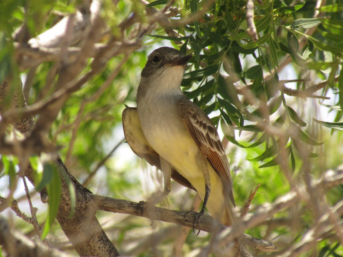 ハイノドヒタキモドキ - ML647671461