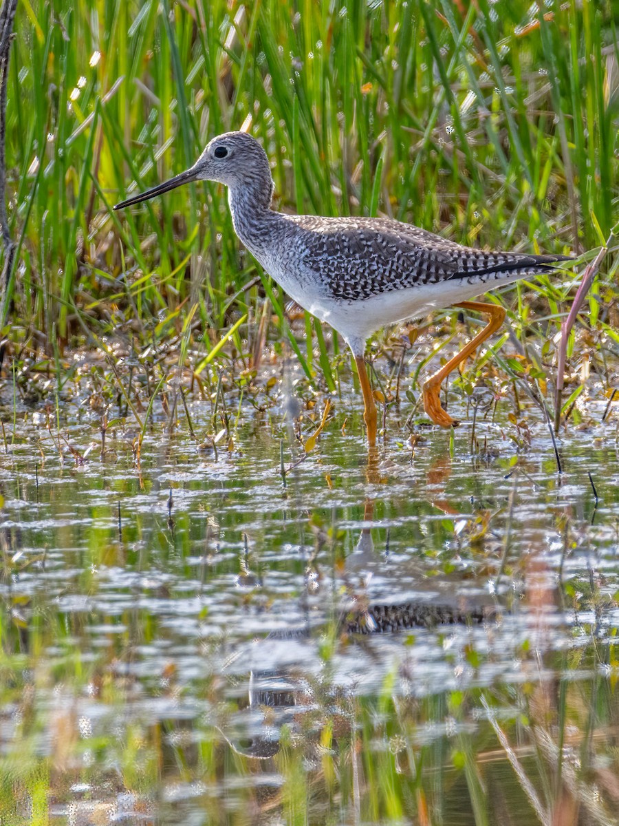 オオキアシシギ - ML647671463