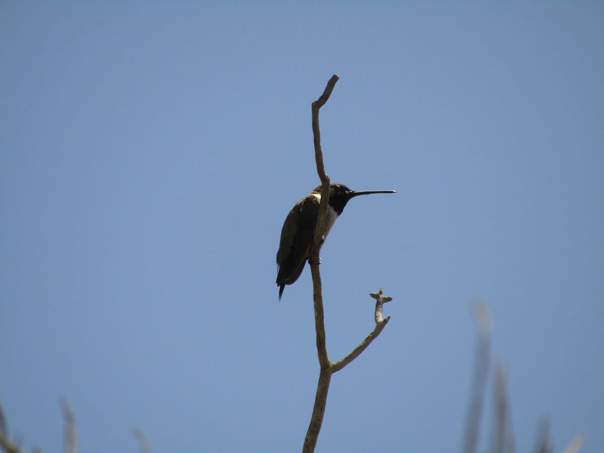 ノドグロハチドリ - ML647671465