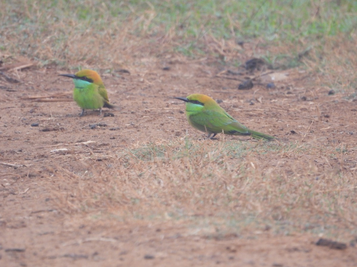 Asian Green Bee-eater - ML647671466