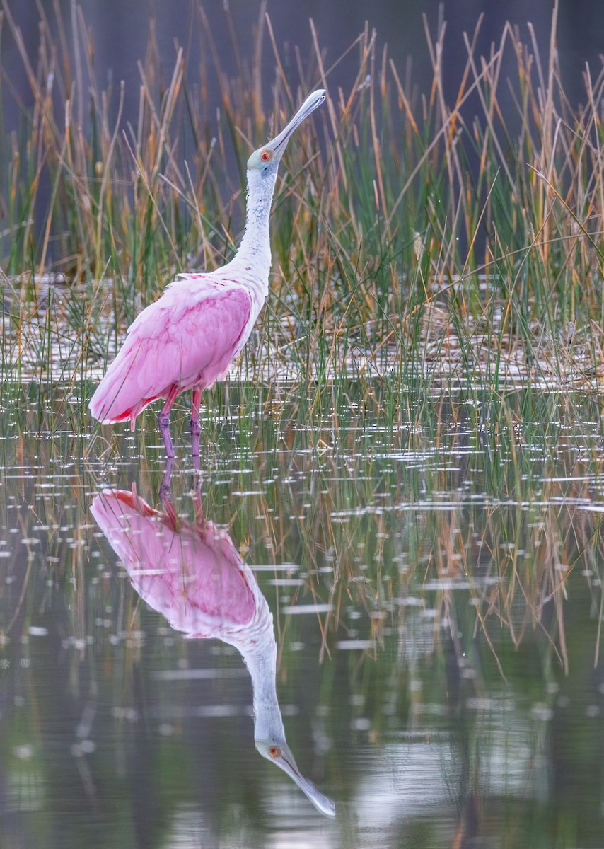 ベニヘラサギ - ML647671468