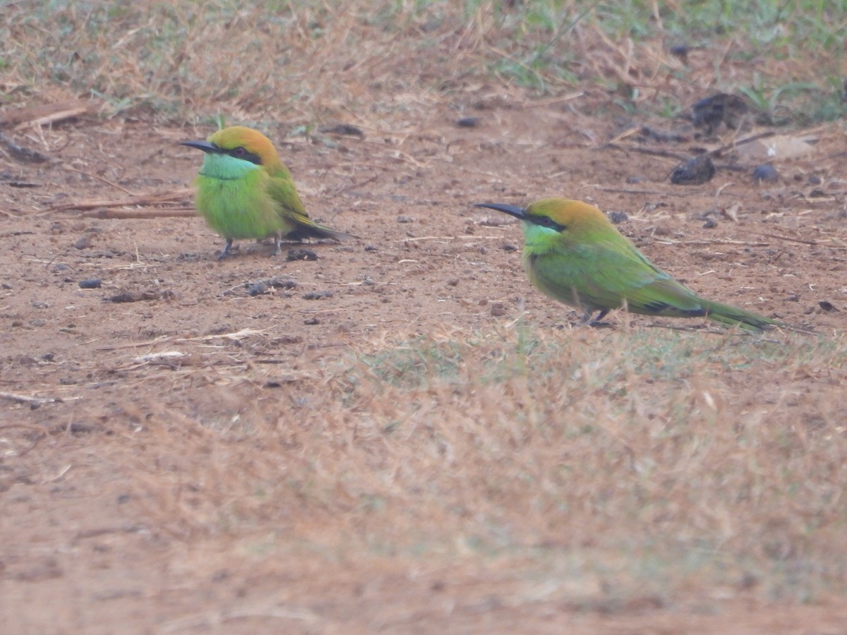 Asian Green Bee-eater - ML647671470