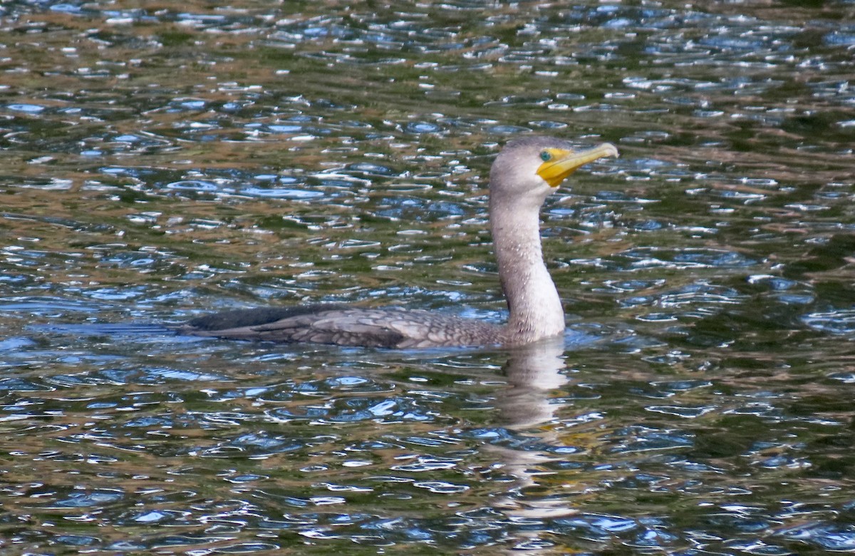 Double-crested Cormorant - ML647671474