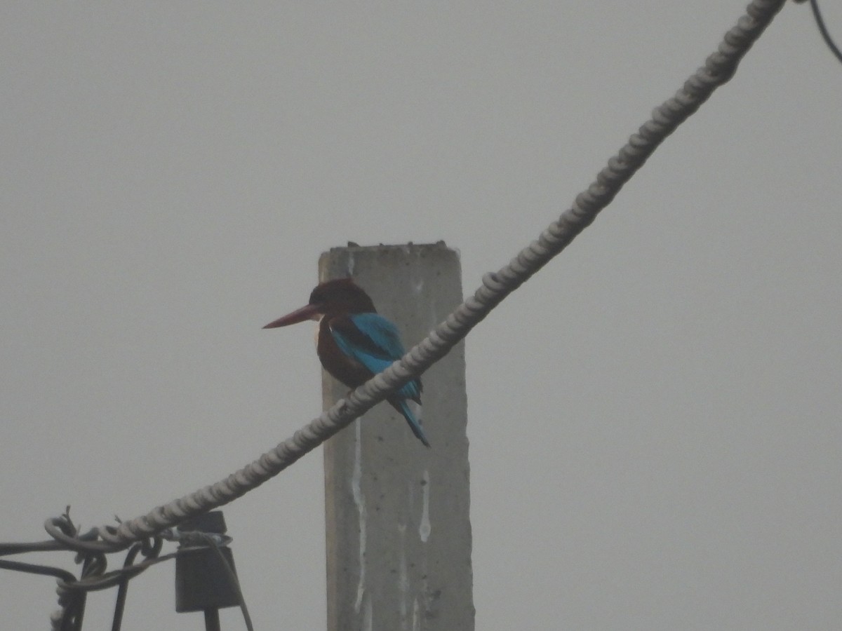 アオショウビン - ML647671475