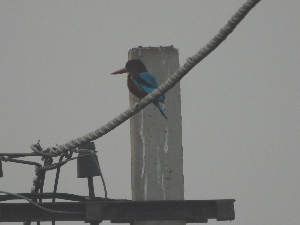 アオショウビン - ML647671476