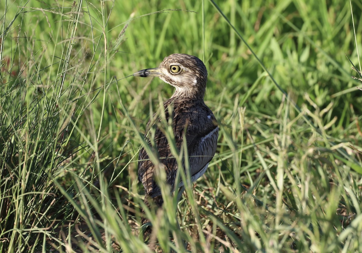ミズベイシチドリ - ML647671477