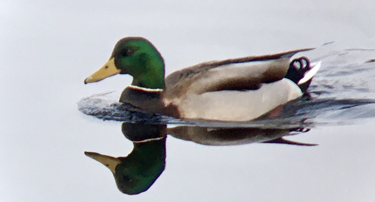 マガモ - ML647671478