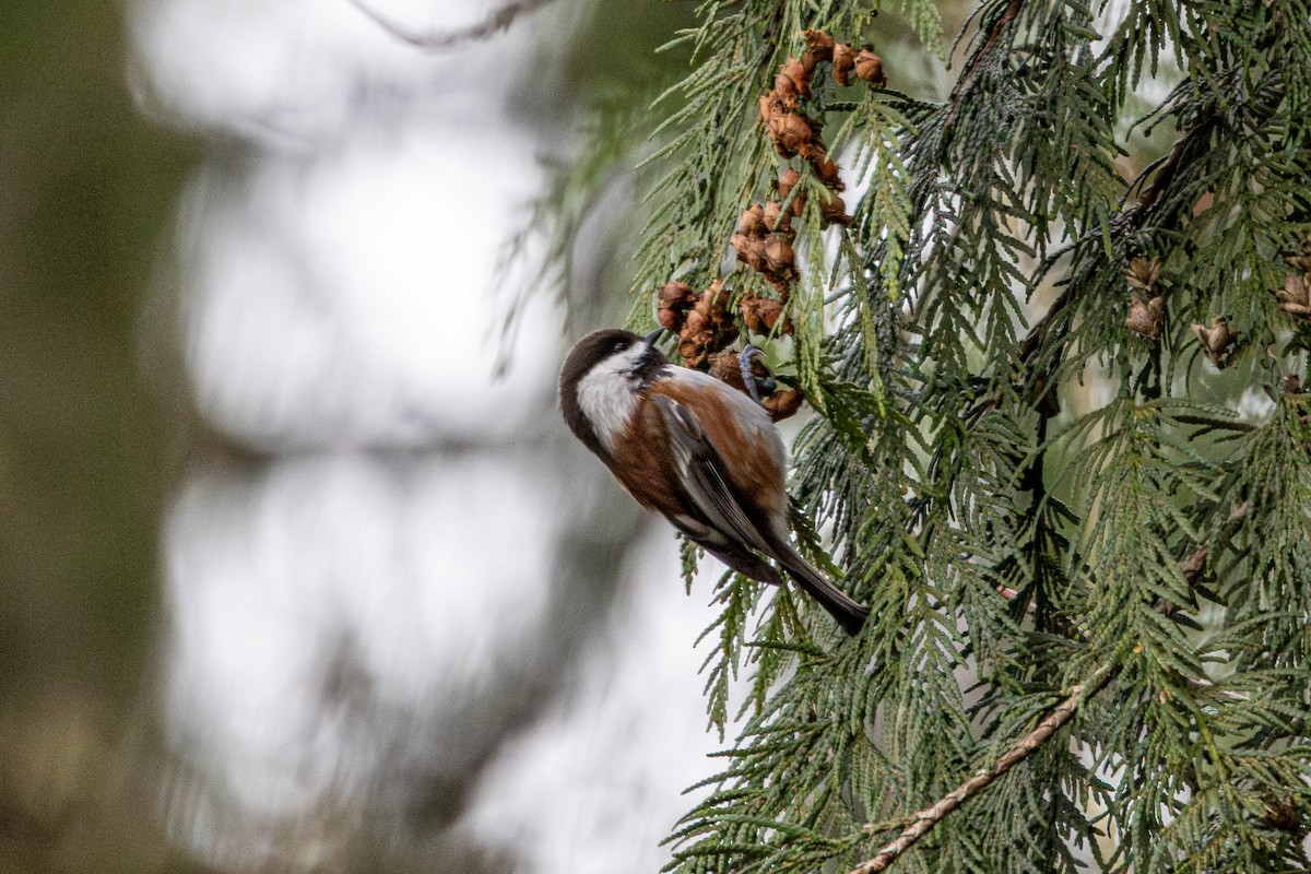 クロイロコガラ - ML647671480