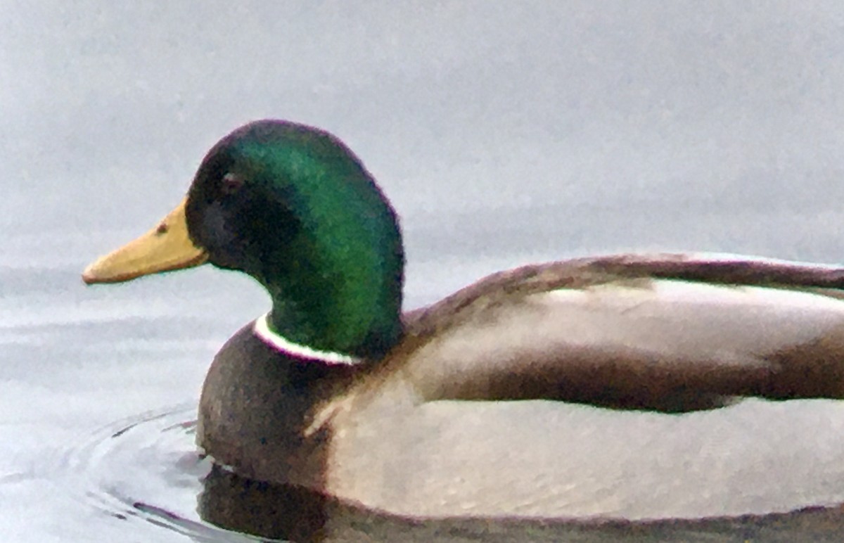 マガモ - ML647671482