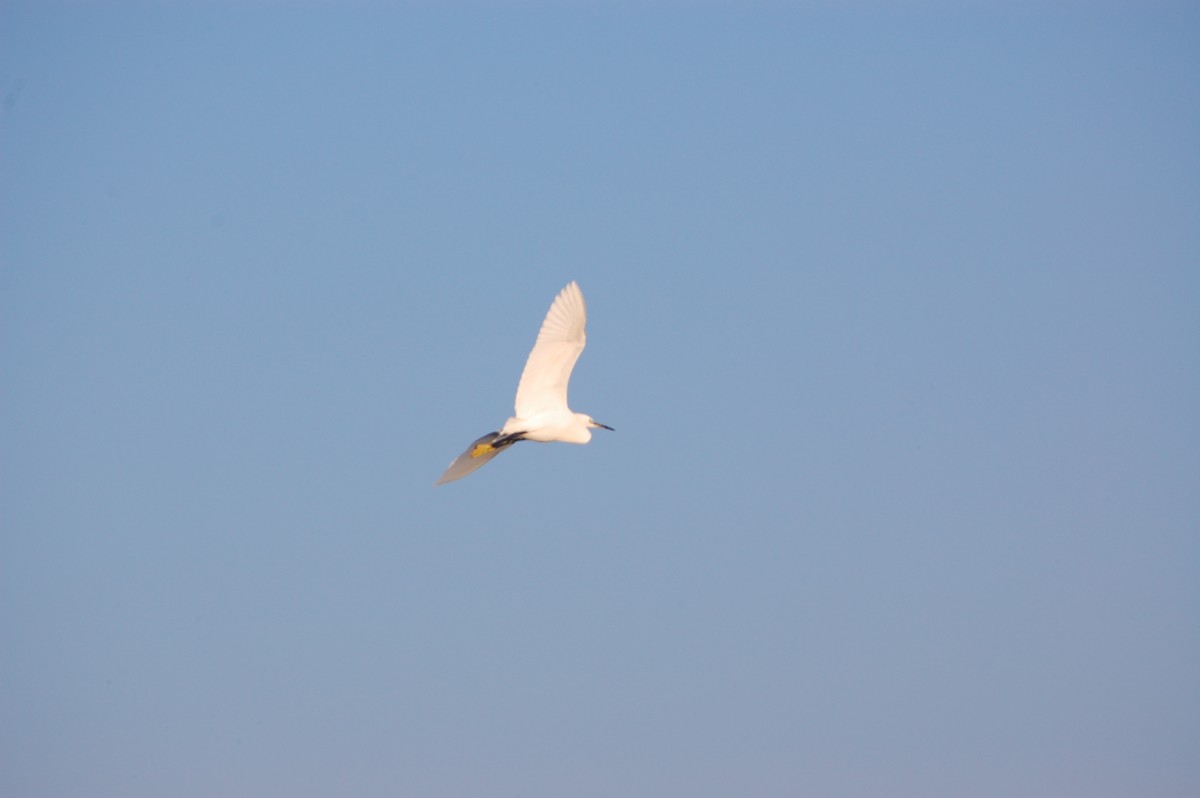 Little Egret - ML647671503