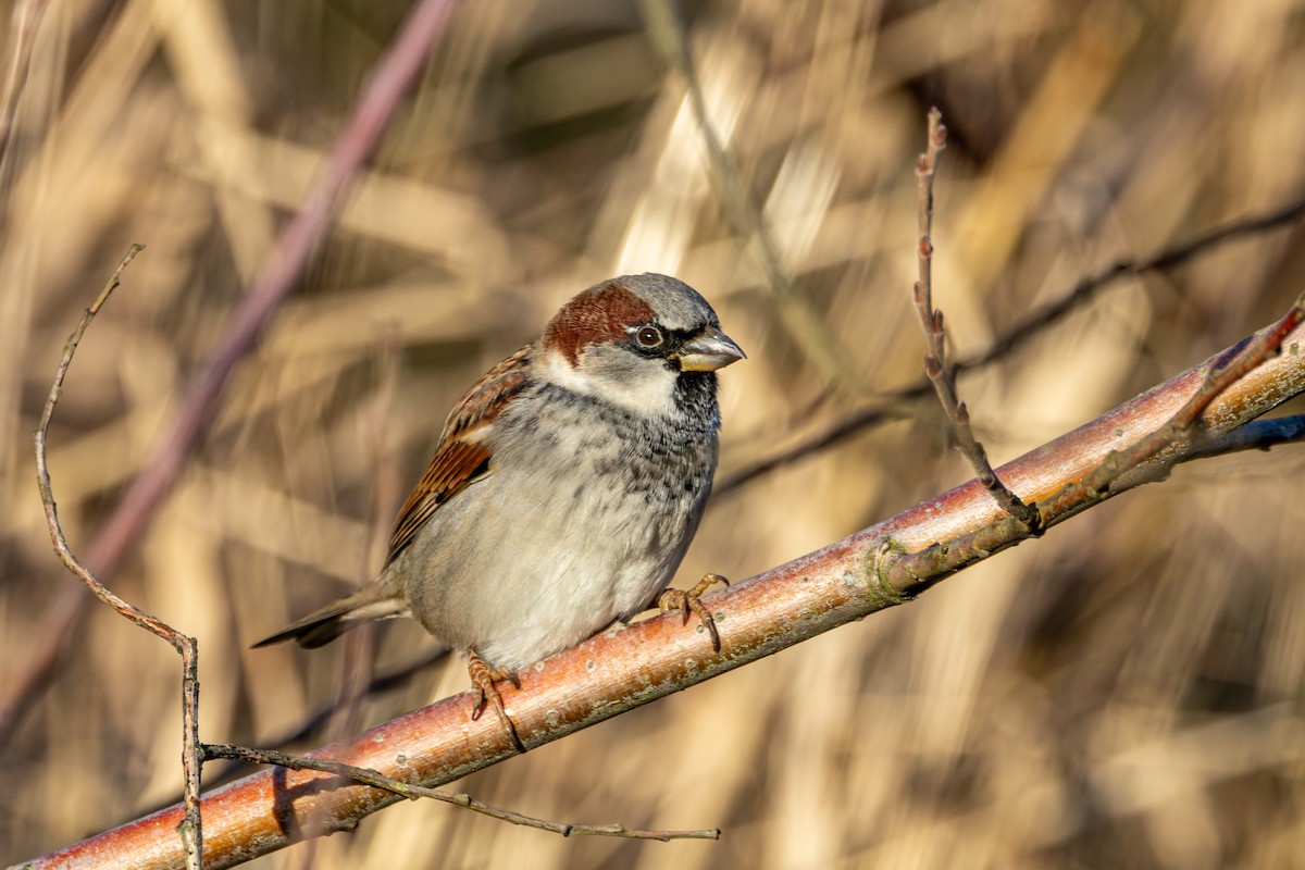 Gorrión Común - ML647671515