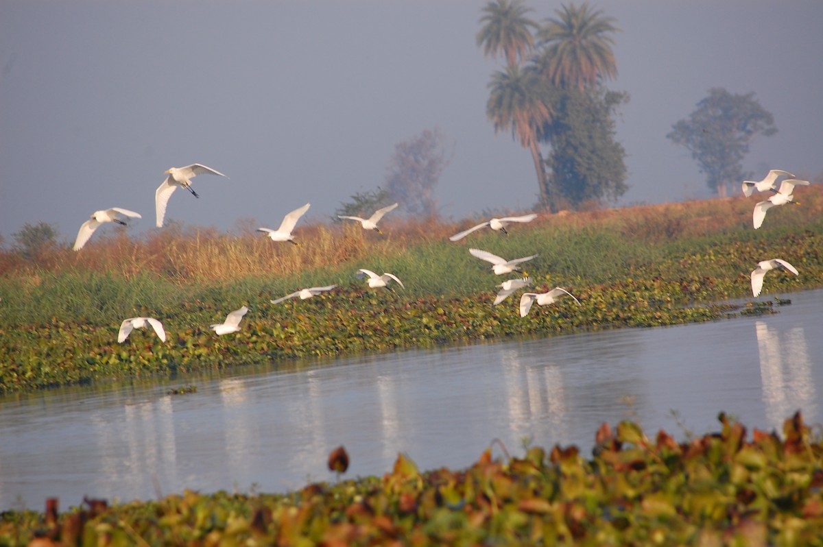 Little Egret - ML647671516