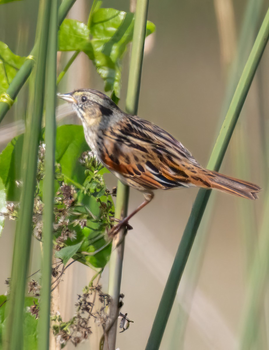 Swamp Sparrow - ML647671517