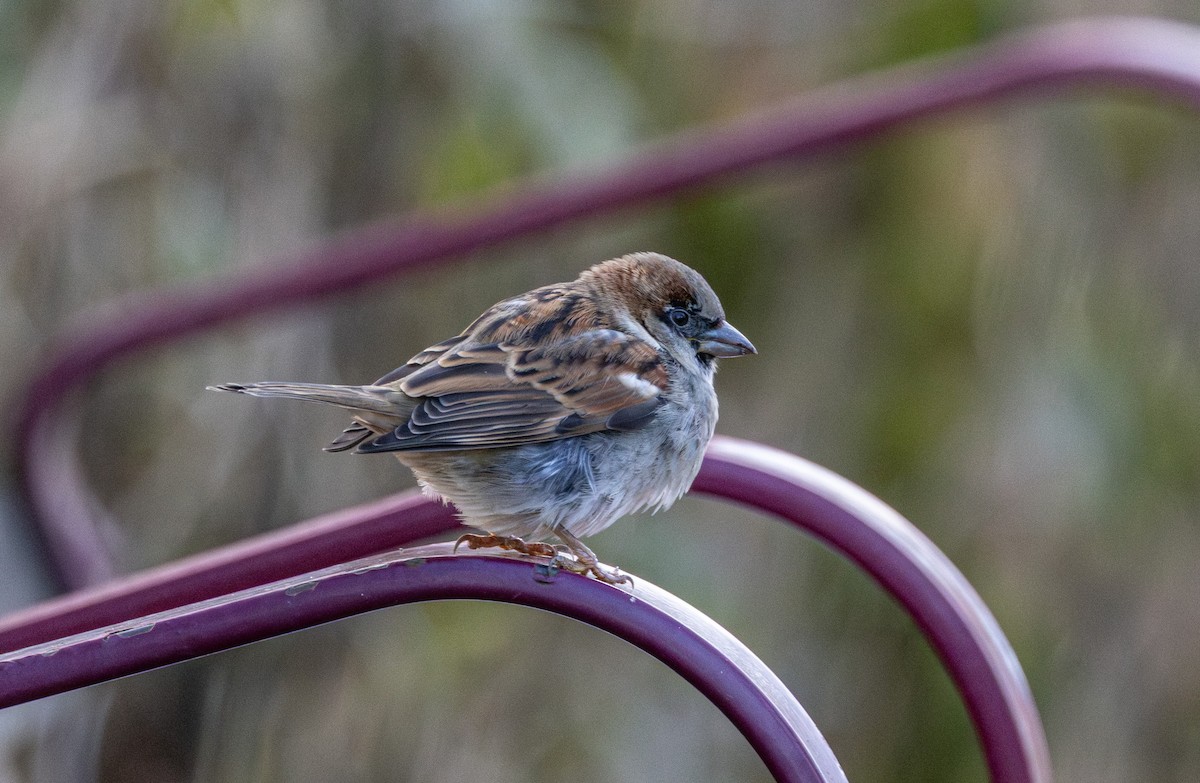 Gorrión Común - ML647671522