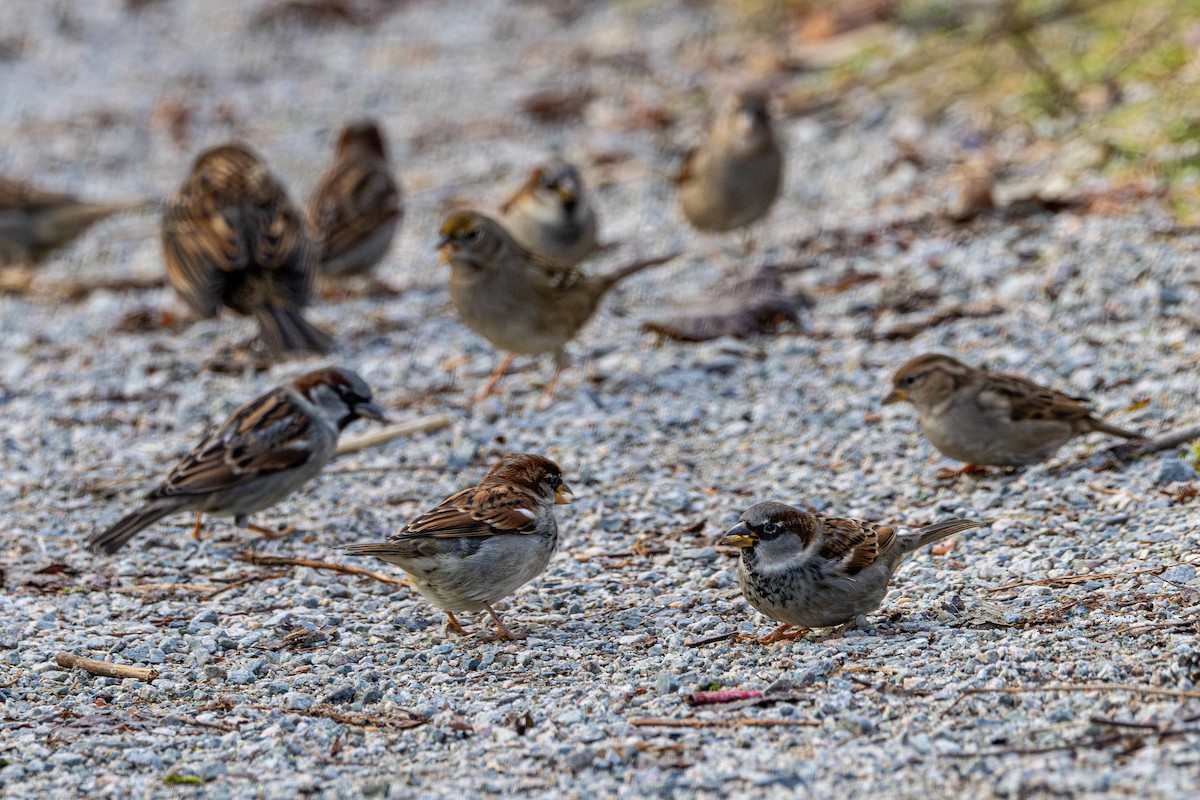 Gorrión Común - ML647671523