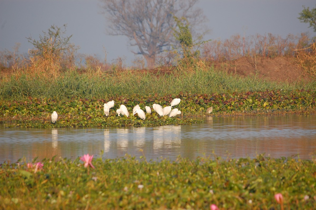 Little Egret - ML647671530