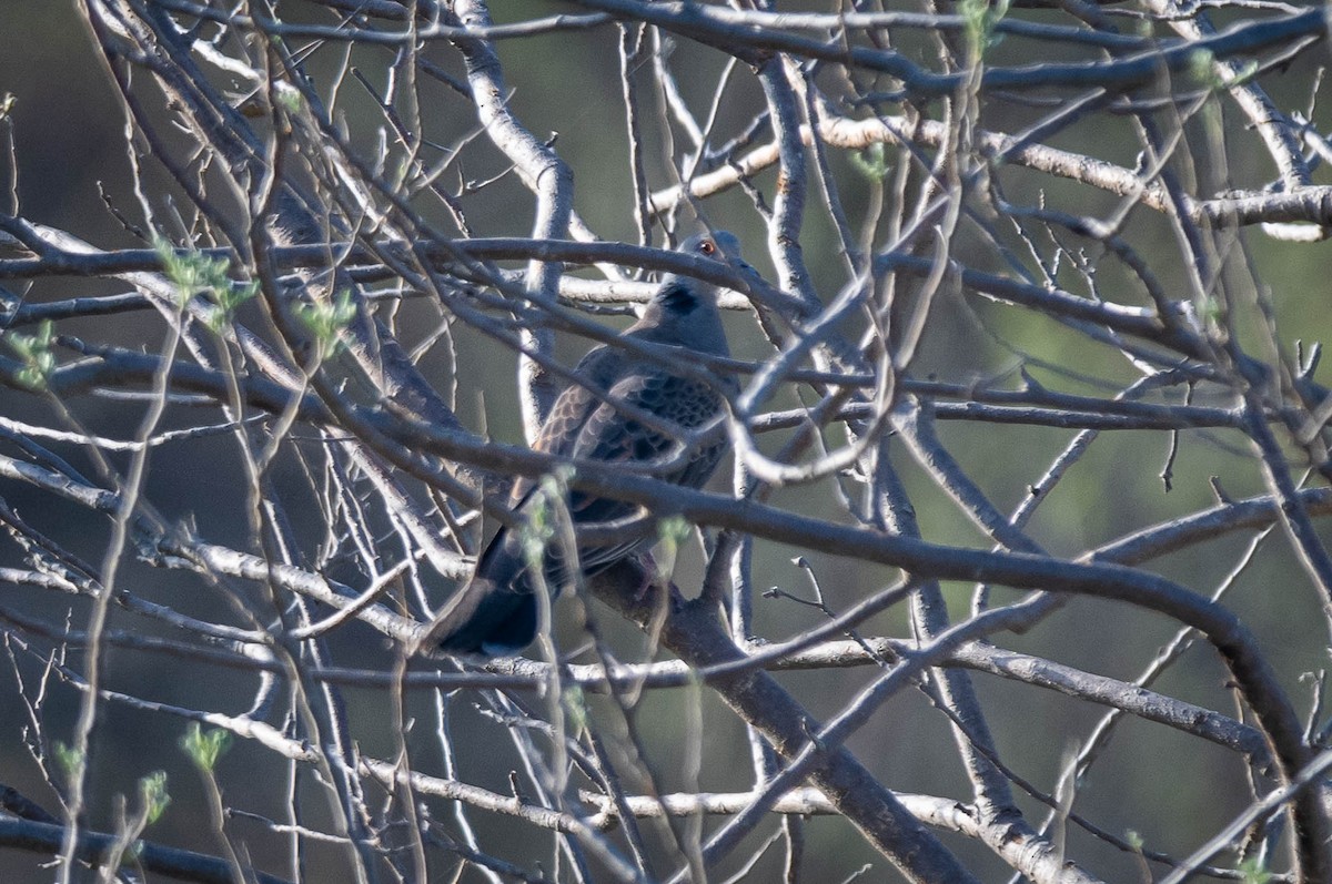Dusky Turtle-Dove - ML647671531