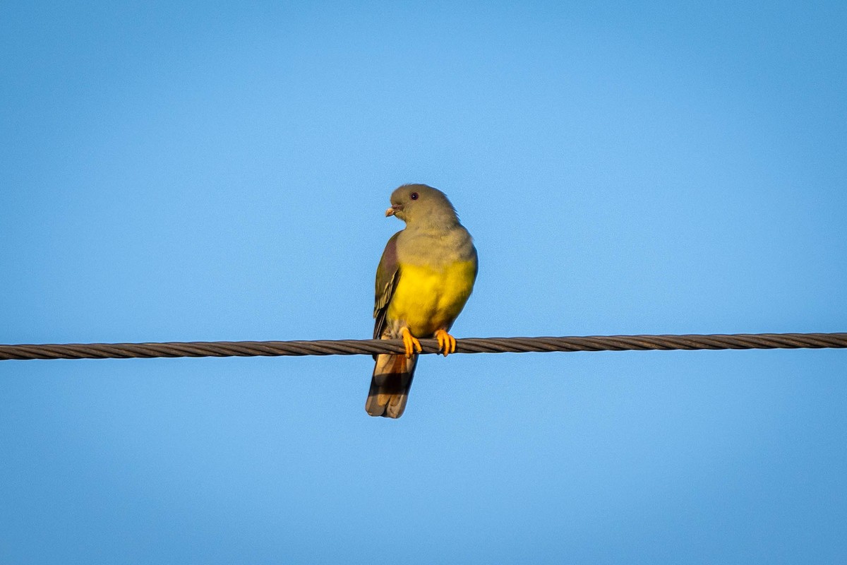 Bruce's Green-Pigeon - ML647671542