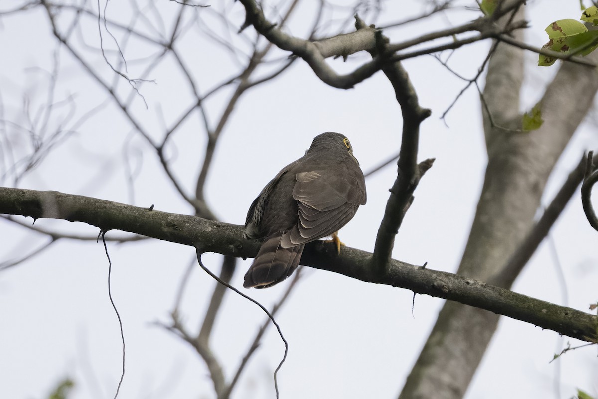 Large Hawk-Cuckoo - ML647671549