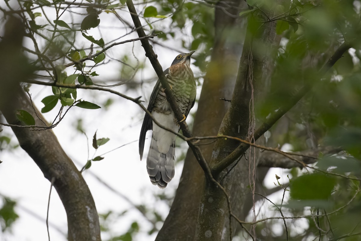 Large Hawk-Cuckoo - ML647671550