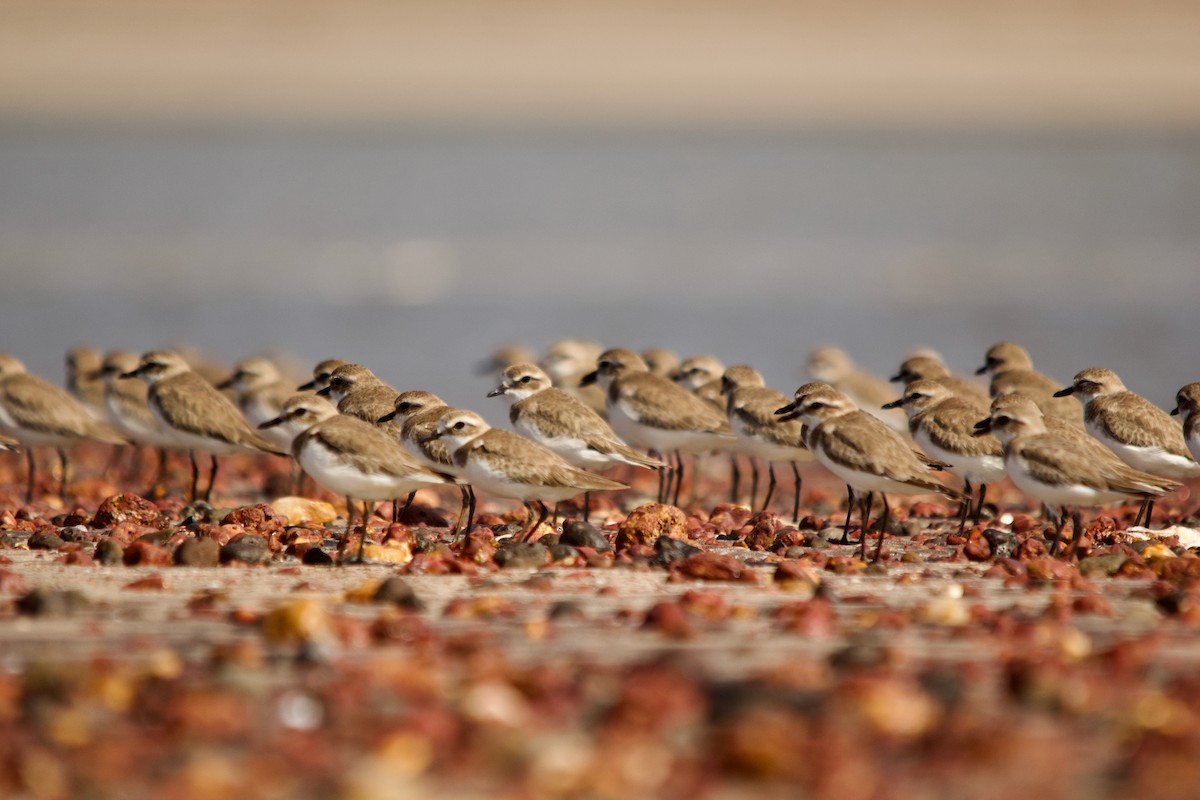 Tibet Cılıbıtı - ML647671552