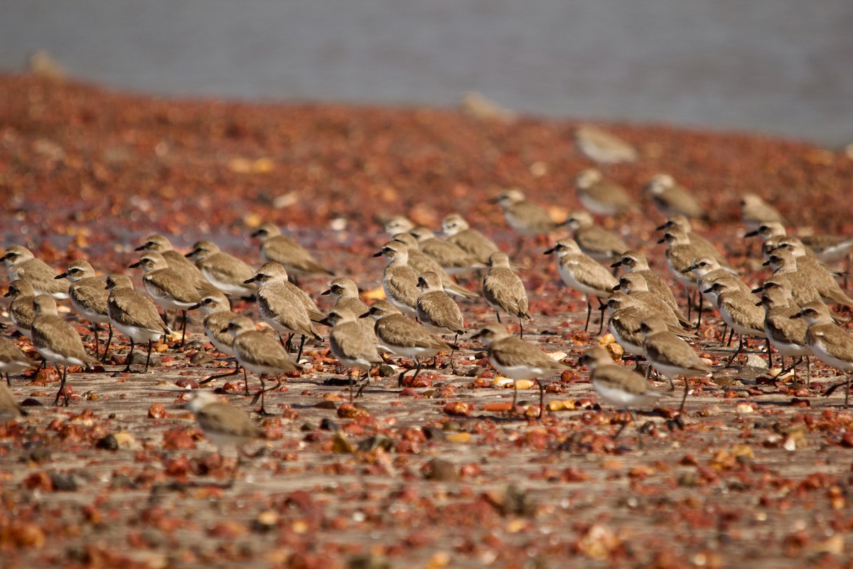 Tibet Cılıbıtı - ML647671554