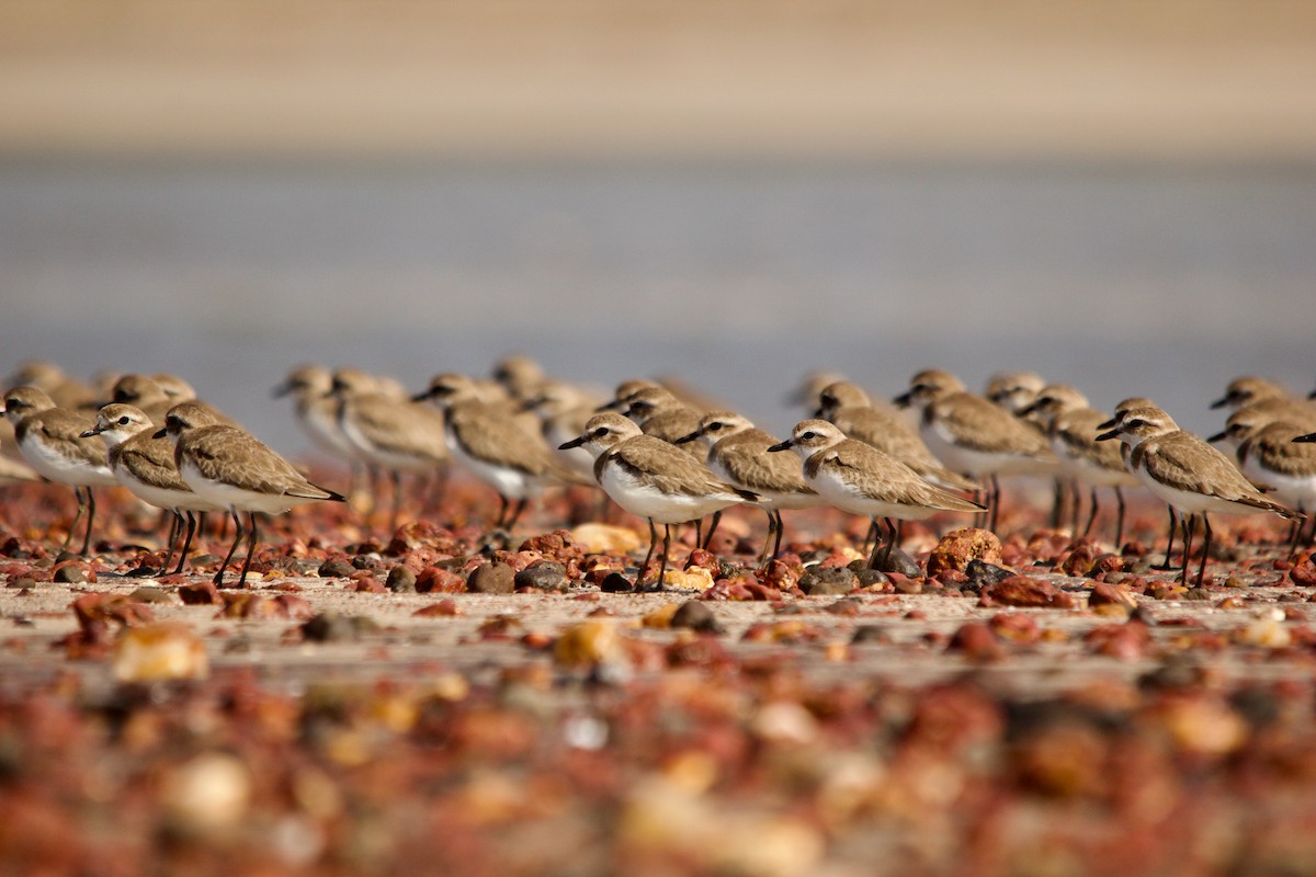 Tibet Cılıbıtı - ML647671555