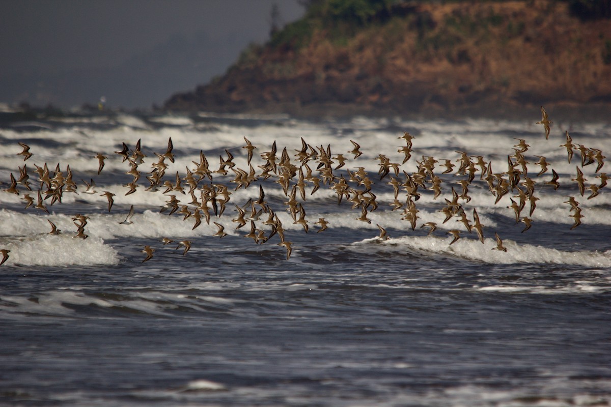 Tibet Cılıbıtı - ML647671556