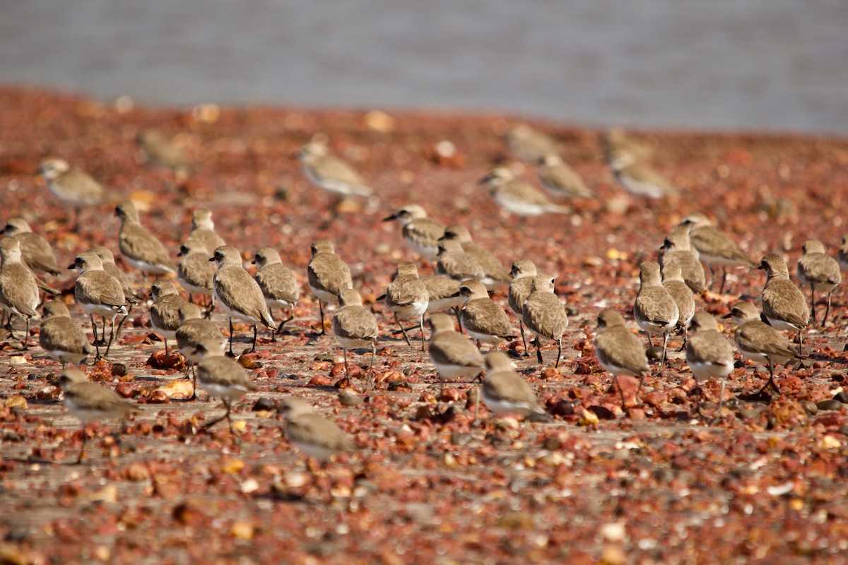 Tibet Cılıbıtı - ML647671557