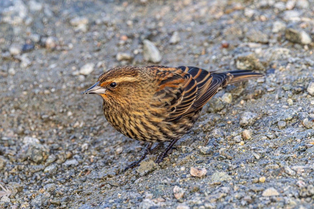 Red-winged Blackbird - ML647671564