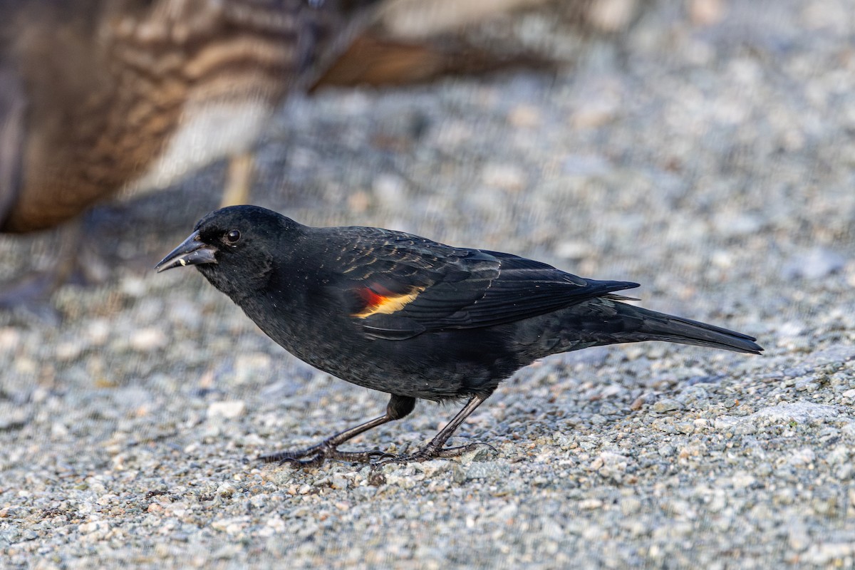 Red-winged Blackbird - ML647671565