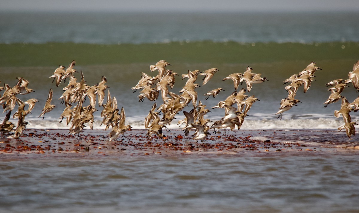 Tibetan Sand-Plover - ML647671609
