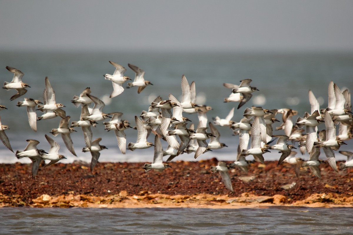 Tibet Cılıbıtı - ML647671610