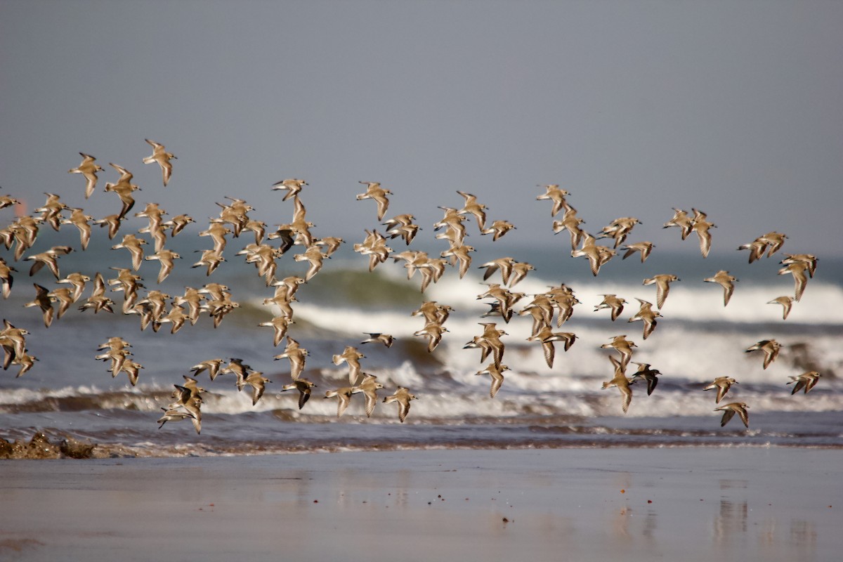 Tibet Cılıbıtı - ML647671611