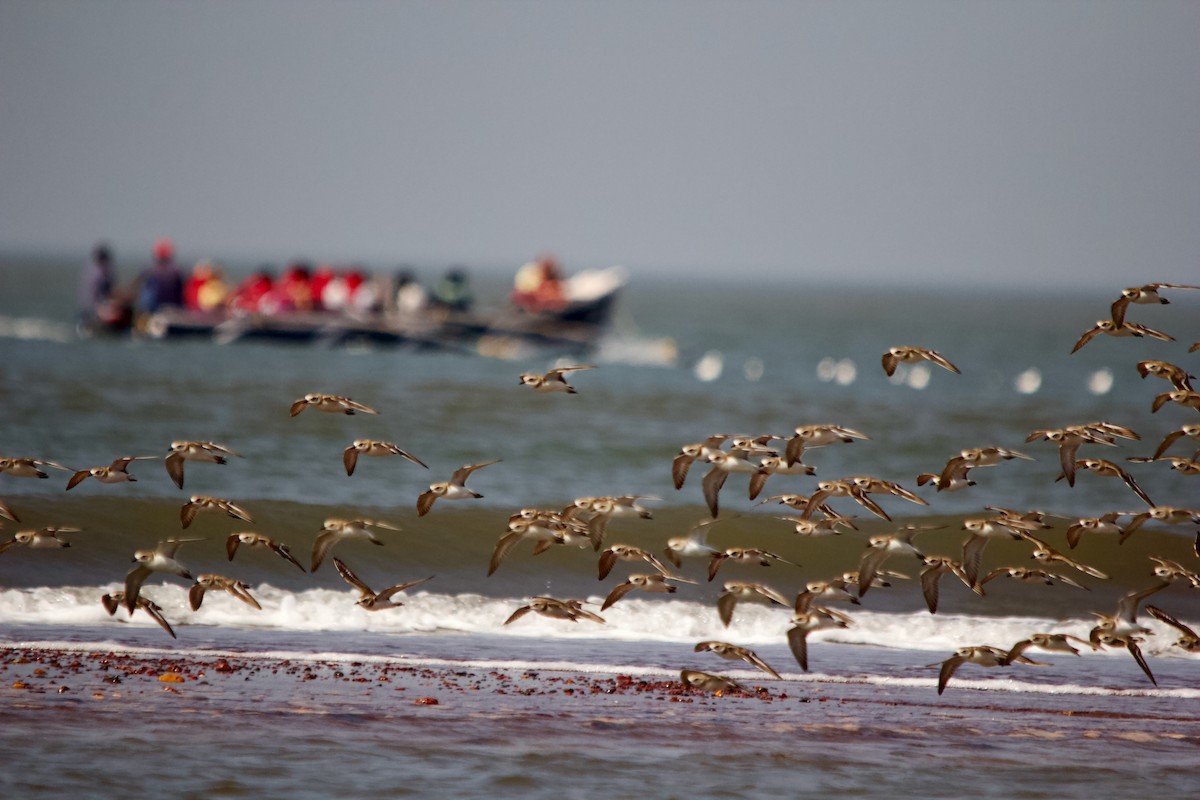 Tibetan Sand-Plover - ML647671612