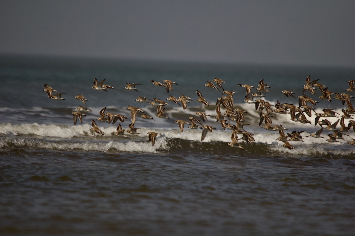 Tibetan Sand-Plover - ML647671614