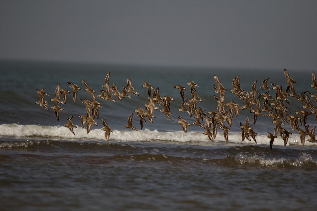 Tibetan Sand-Plover - ML647671615