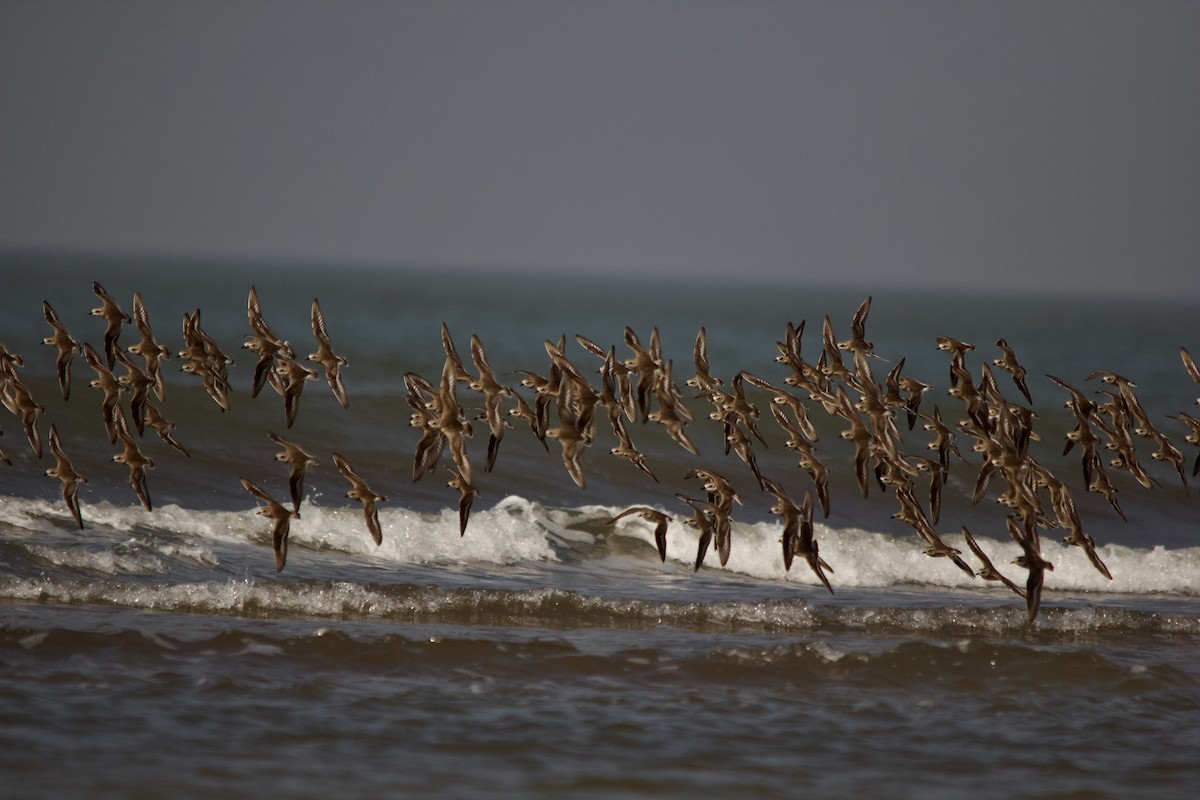 Tibet Cılıbıtı - ML647671616