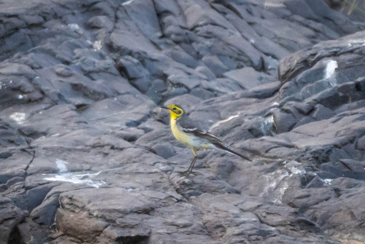 黃頭鶺鴒 - ML647671617