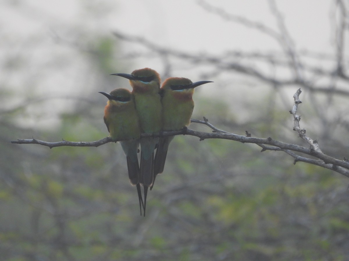 Blue-tailed Bee-eater - ML647671623