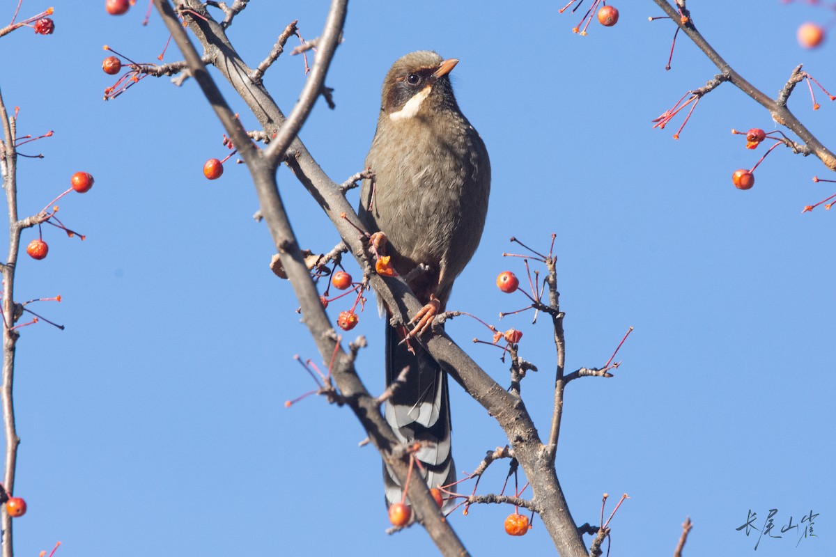 Prince Henry's Laughingthrush - ML647671624
