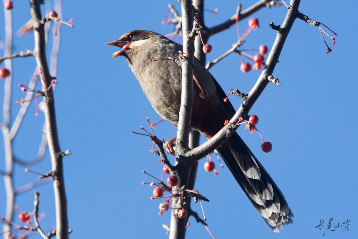Prince Henry's Laughingthrush - ML647671625