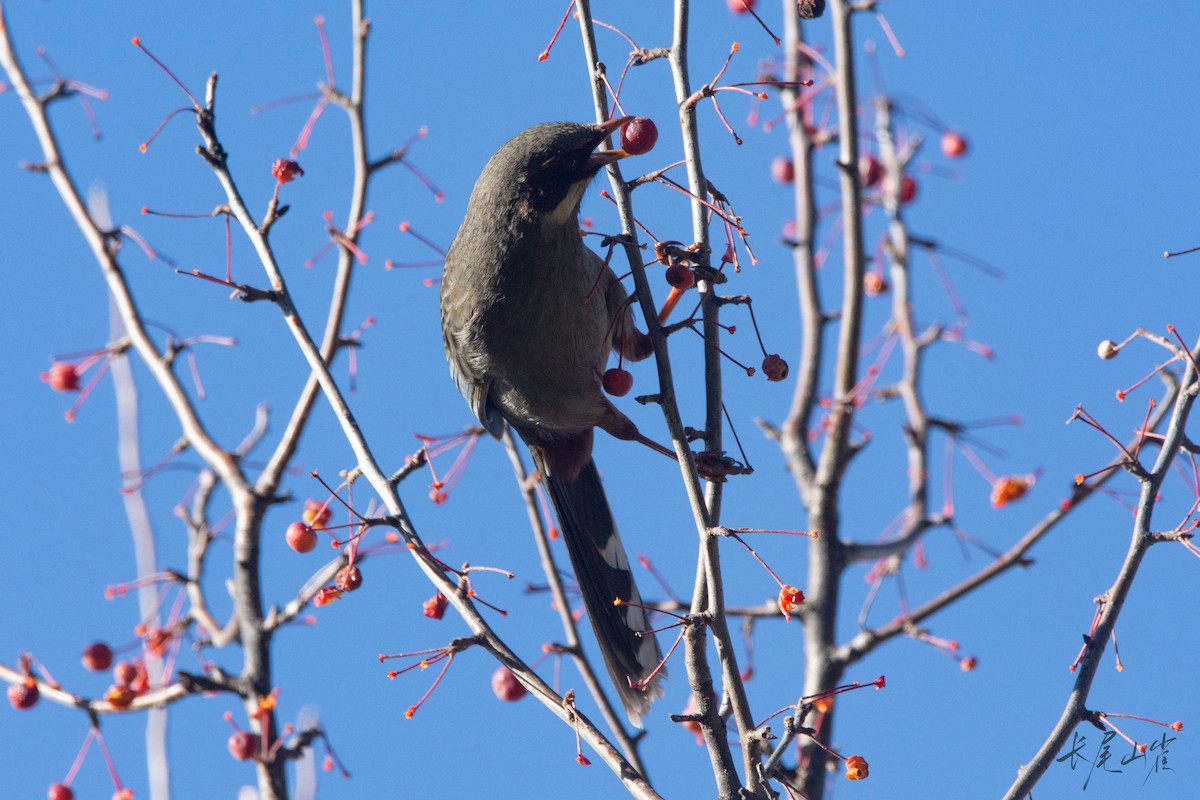 Prince Henry's Laughingthrush - ML647671626