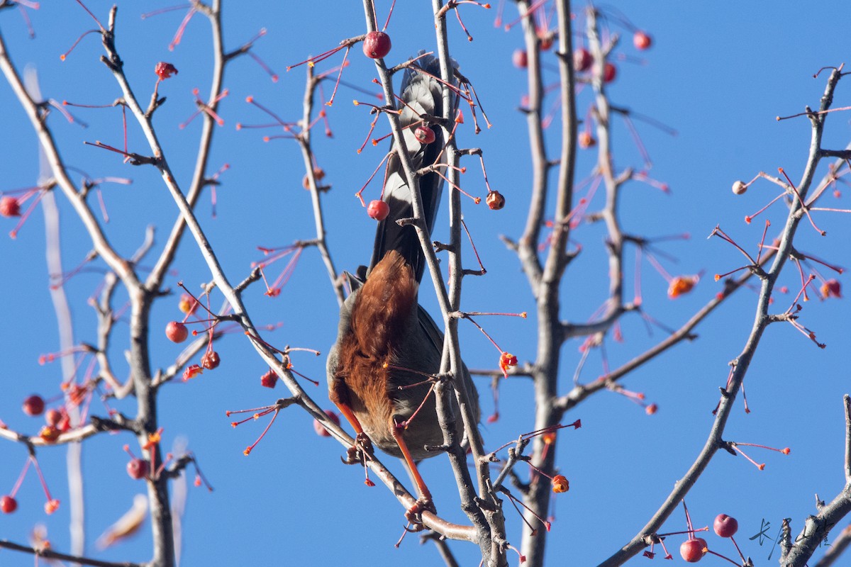 Prince Henry's Laughingthrush - ML647671627