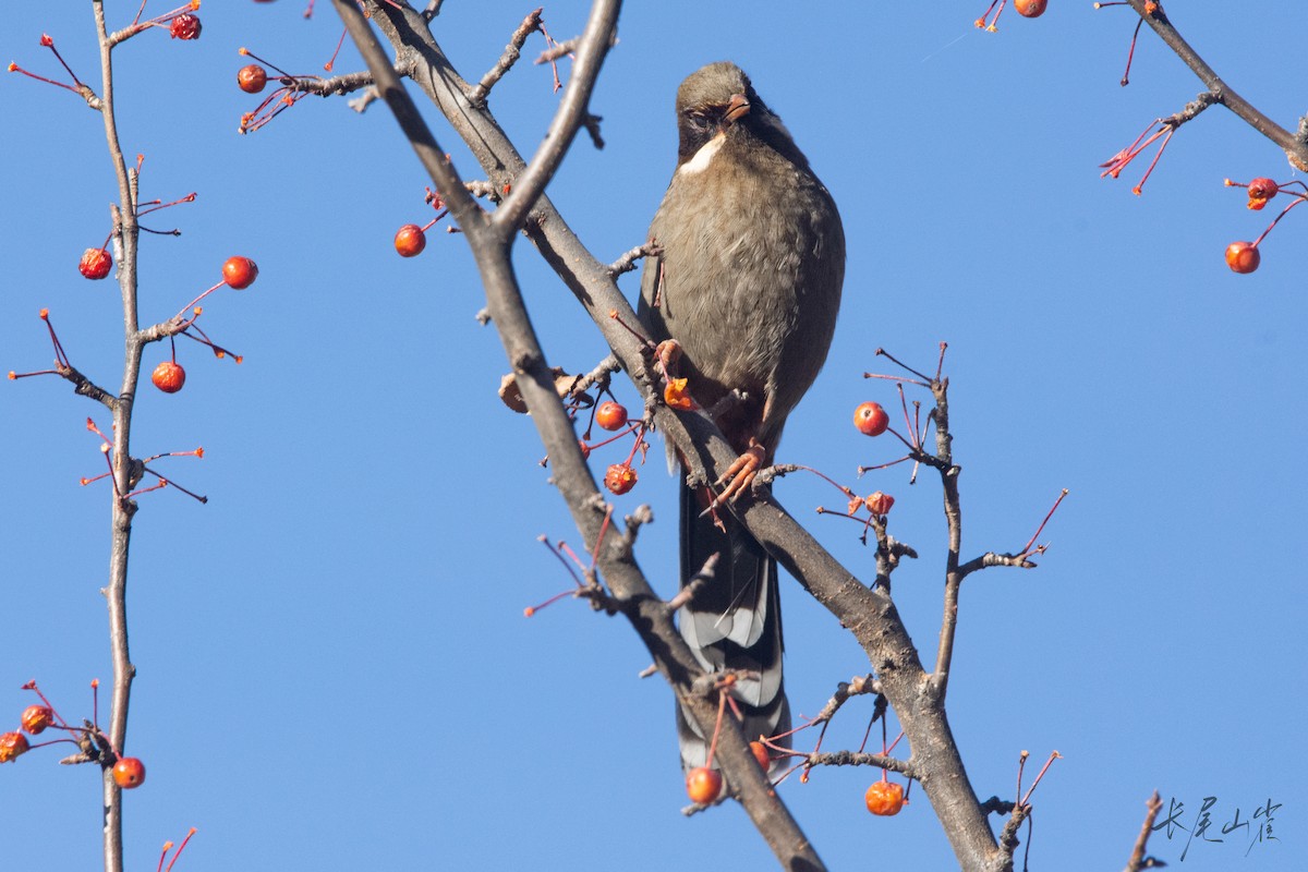 Prince Henry's Laughingthrush - ML647671628