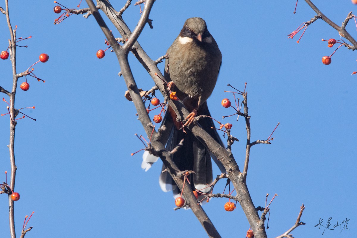Prince Henry's Laughingthrush - ML647671629