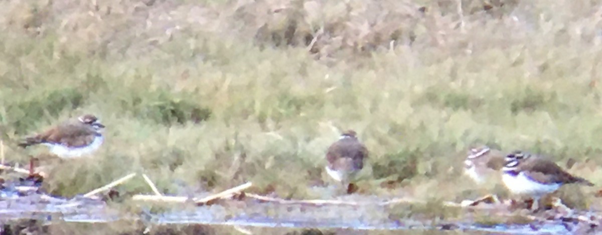 Killdeer - ML647671630