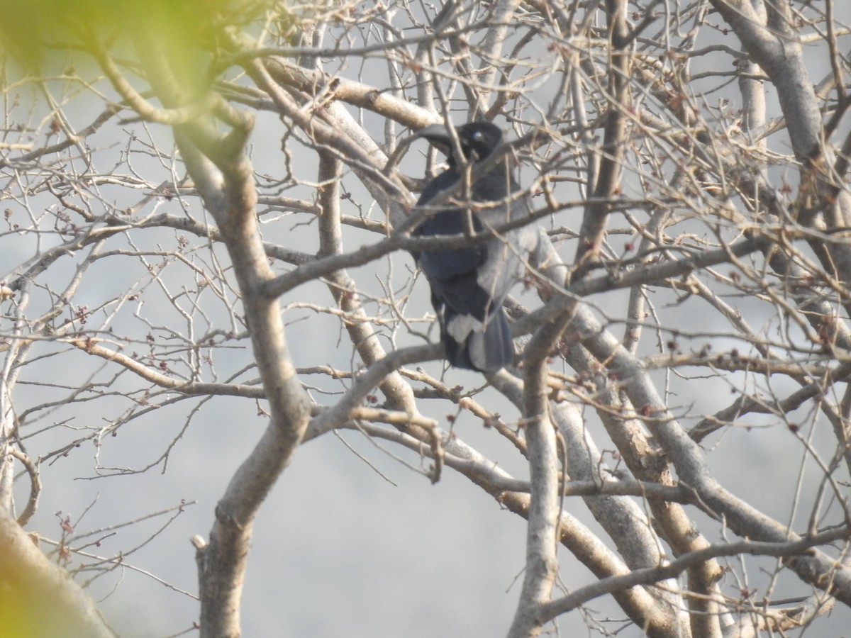 Large-billed Crow - ML647671632