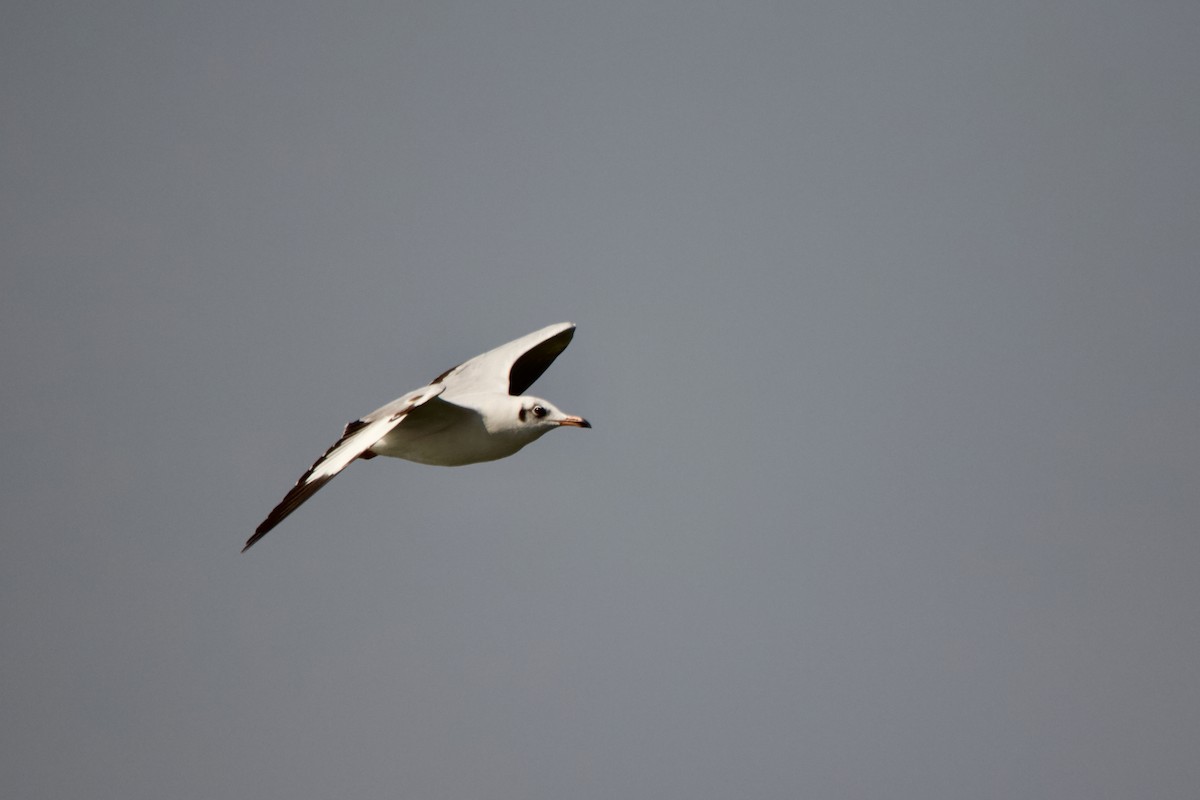 Black-headed Gull - ML647671634