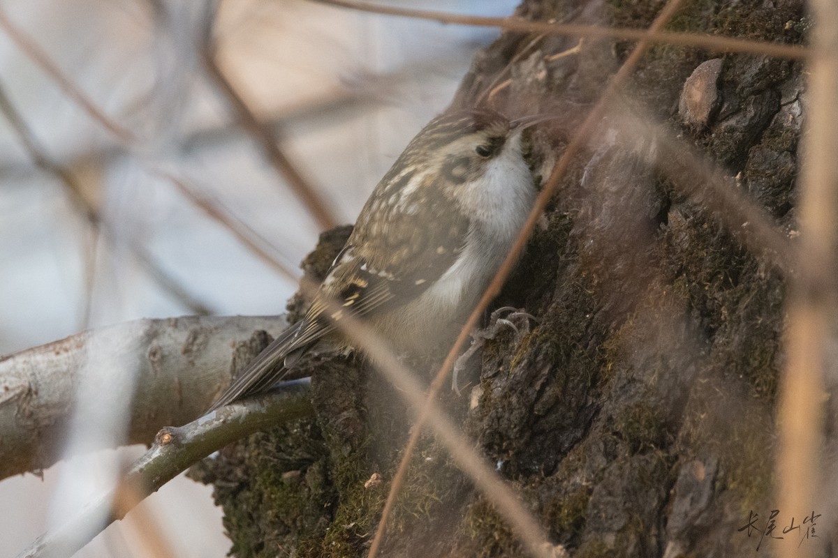 Hodgson's Treecreeper - ML647671635
